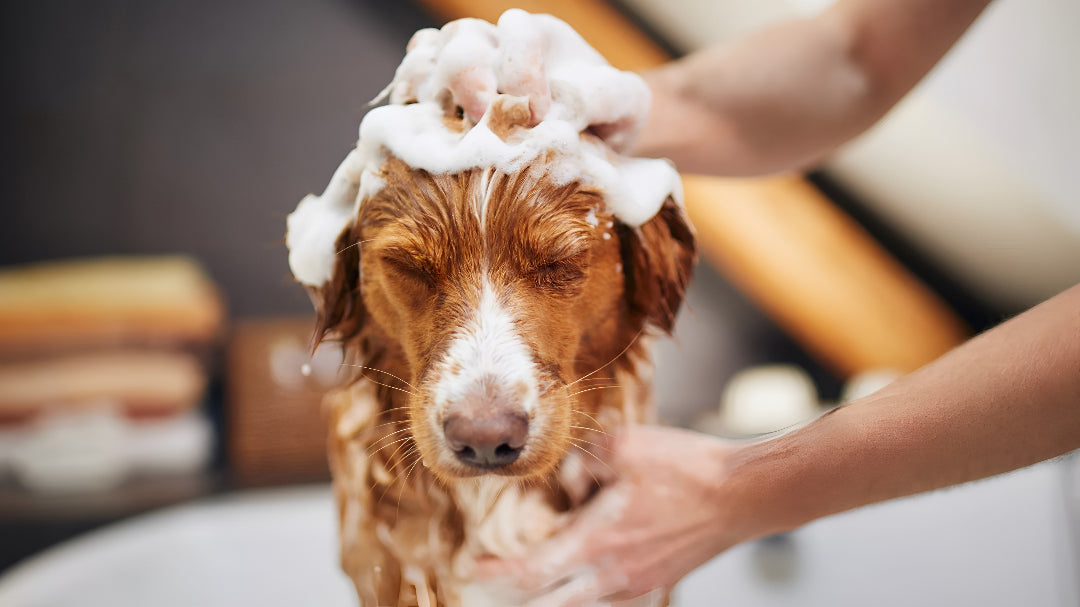 Keeping Pets Fresh And Clean
