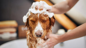 Keeping Pets Fresh And Clean